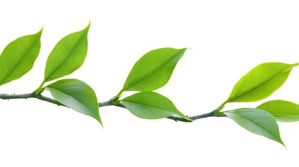 Vibrant Spring Branch: A Study of Nature's Early Signs of Life