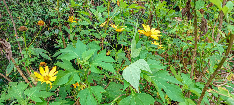 flores amarelas, margaridas