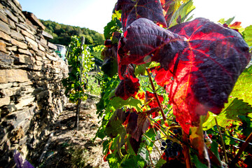 Grapes on the vine
