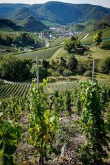 Grapes on the vine