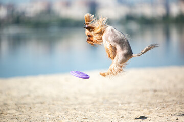 Yorkshire terrier catches a frisbee