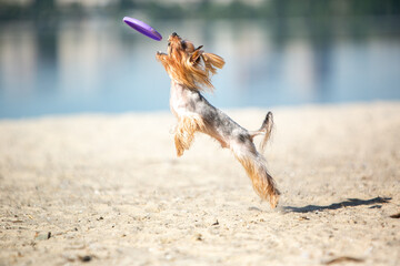 Yorkshire terrier catches a frisbee