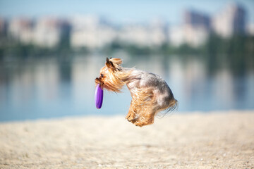 Yorkshire terrier catches a frisbee