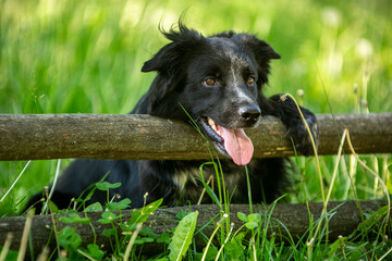border collie on the beach
