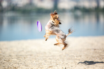 Yorkshire terrier catches a frisbee