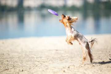 Yorkshire terrier catches a frisbee