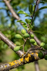 Albero da frutto con frutti in maturazione