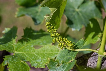 Grappolo d'uva in maturazione