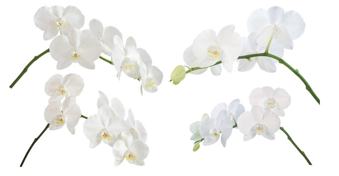 branches of a blooming orchid