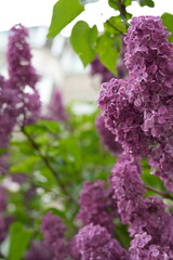 freshness, springtime, may, photography, flower, lilac, nature, background, bush, blossom, plant, purple, garden, bunch, beauty, leaf, summer, growth, petal