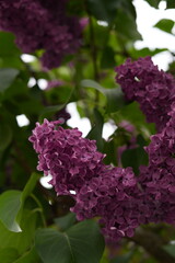 lilac, garden, blooming, flower, nature, background, bush, blossom, springtime, bunch, plant, purple, violet, photography, freshness, beauty, leaf, summer, petal, floral, bloom, season