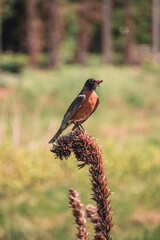 bird on a branch