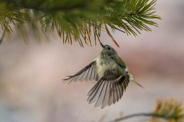 Tiny Goldcrest in Flight