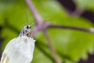 Beautiful insect on white flower