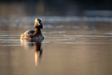 The horned grebe