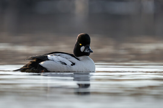 Male goldeneye
