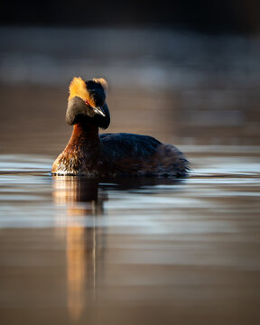 The horned grebe
