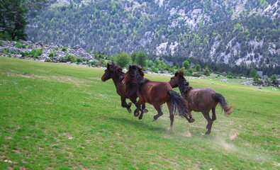 horses galloping freely in nature in the mountains