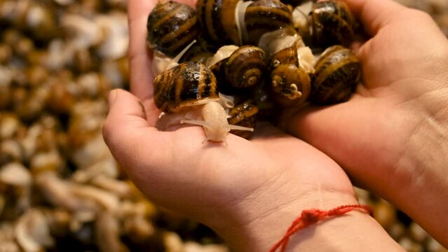 many snails on the farm in hands. Selective focus.