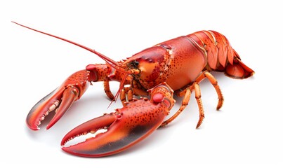 big red lobster isolated on white background