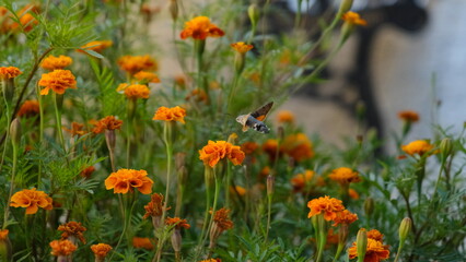 A beetle collects pollen from a flower