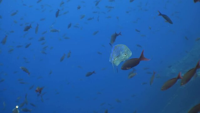 Bluefin trevally (Caranx melampygus) and a school of fish swimming toger at Cocos Island. scene illustrates dynamic interactions within underwater ecosystem. Wide slow motion shot.