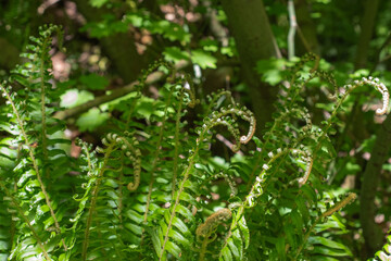 Sword fern (polystichum munitum)
