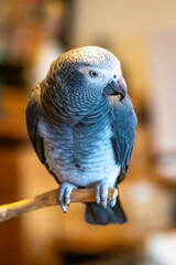 Obraz premium African grey parrot
