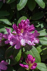Rhododendron
