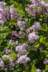 Common Lilac (Syringa vulgaris)