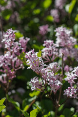 Obraz premium Common Lilac (Syringa vulgaris)