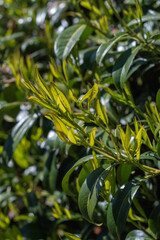 Cherry Laurel (Prunus Laurocerasus)