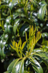 Cherry Laurel (Prunus Laurocerasus)