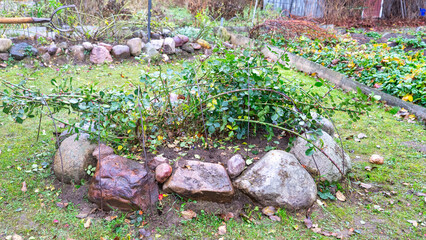 Obraz premium pruning roses in autumn, Sheltering roses before winter, processing of garden plants before the cold period.