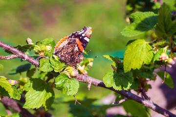 Red Admiral butterfly on green currant leaves.