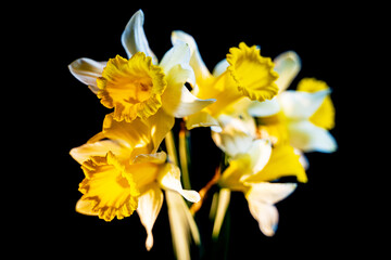 Obraz premium yellow fluffy daffodils bouquet on a black background