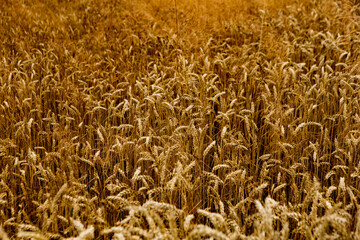 field of ripening wheat, cereal field, texture background