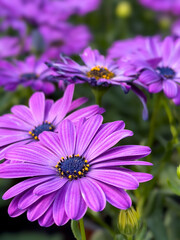 Fototapeta premium pink flower