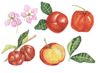 Acerola set, red Barbados cherry fruits cliparts with leaves and flowers. Malpighia emarginata glabra watercolor illustration. Superfood vitamin C source for print, packaging, labels, food supplements