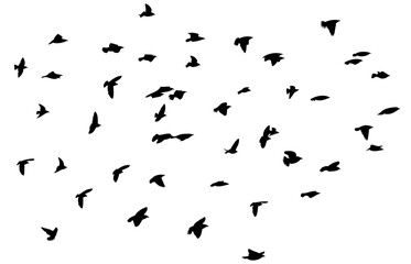 Flying birds silhouette flock. hand drawing. Not AI. Vector illustration