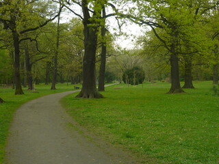 Misty park road with trees in the distance