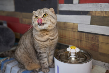 Felidae cat with whiskers drinking from a pet supply water fountain
