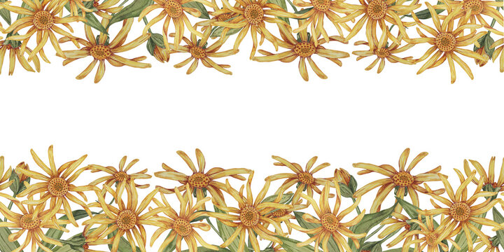 Yellow Arnica montana seamless border, blooming ribbon clipart. Watercolor wolfsbane flowers banner. Floral illustration for packaging, washi tape, labels, beauty, banner, cosmetics, herbal medicine