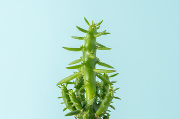 Close-up view of green cactus on bright blue background. Minimal composition.