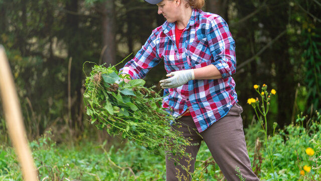 A female farmer pulls out and throws weeds from the site. Summer woman in the garden pulling out weeds. Agricultural work, intensive work in the field, woman farmer working.