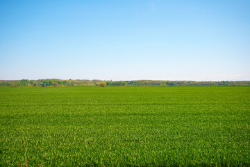 green wheat field with blue sky