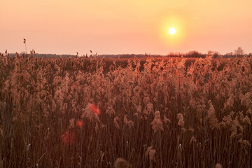 Sunset over a field of tall pampas grass. Serene landscape against a clear sky.