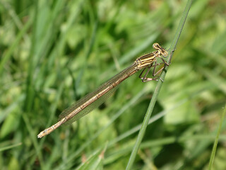 White-legged damselfly (Platycnemis pennipes), also known as blue featherleg, female perching on a...