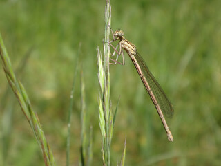White-legged damselfly (Platycnemis pennipes), also known as blue featherleg, female perching on a blade of grass