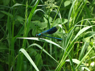 Banded demoiselle (Calopteryx splendens), male perching on a blade of grass